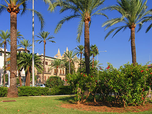 Foto Palmen auf der Promenade - Palma de Maljorka